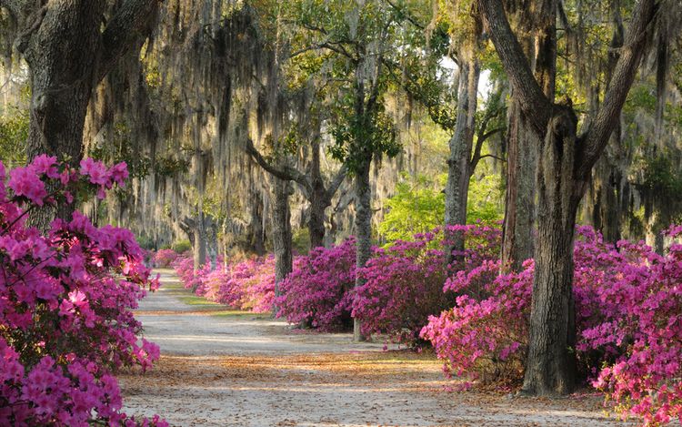 Savannah